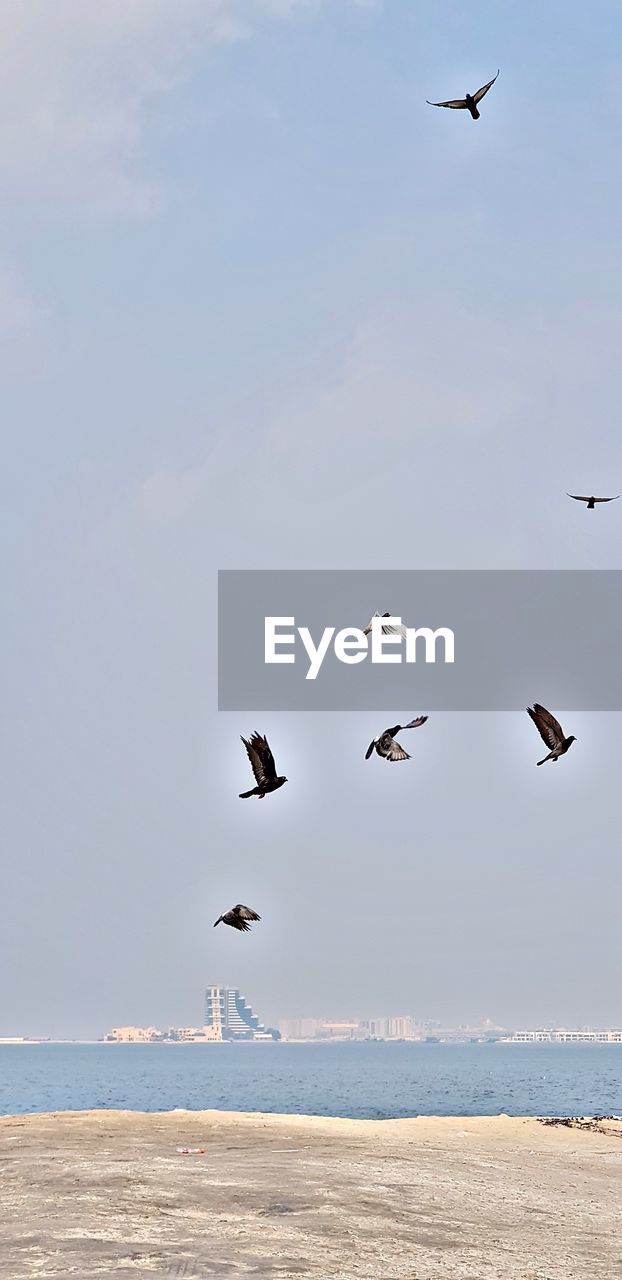 SEAGULLS FLYING OVER SEA