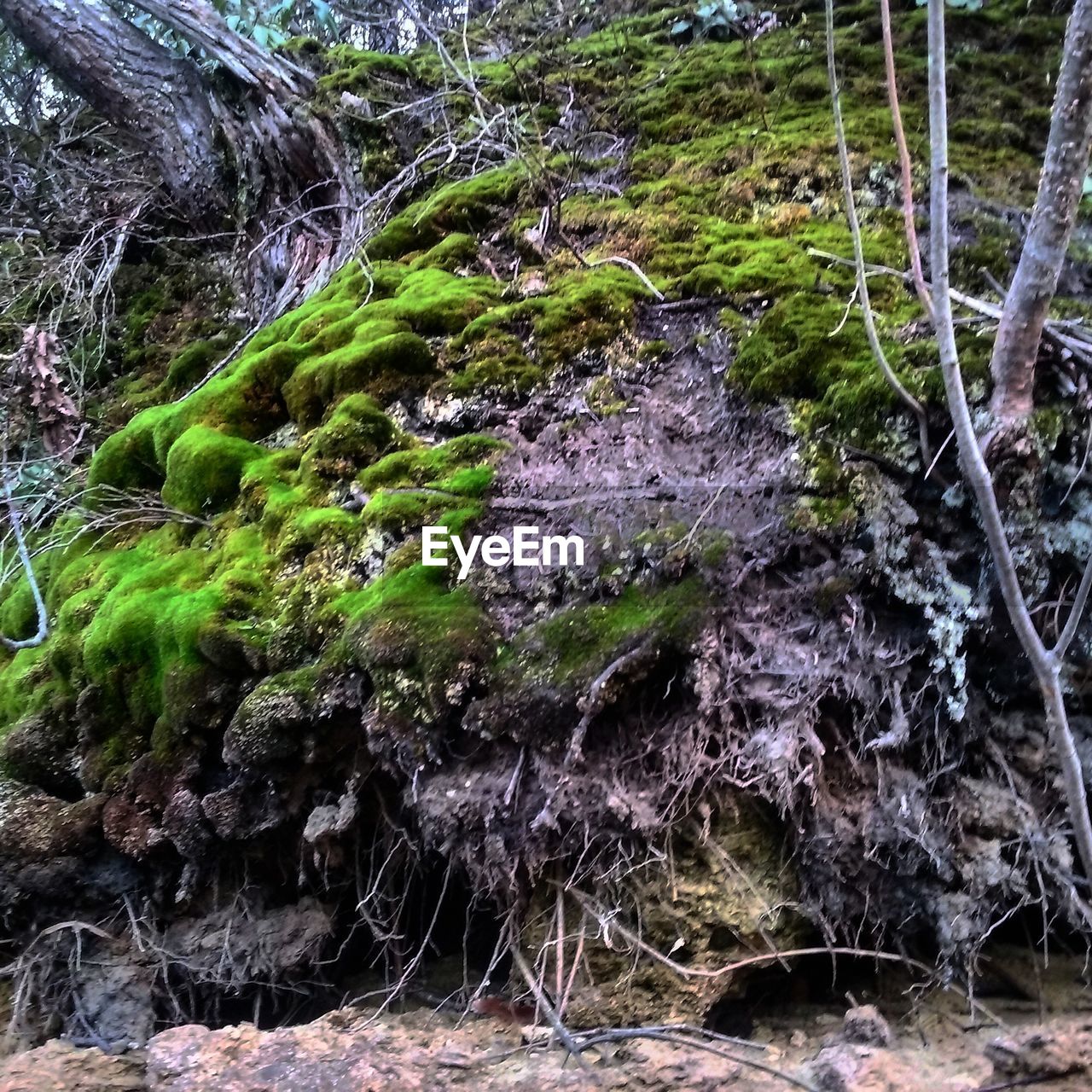 ROCKS IN FOREST