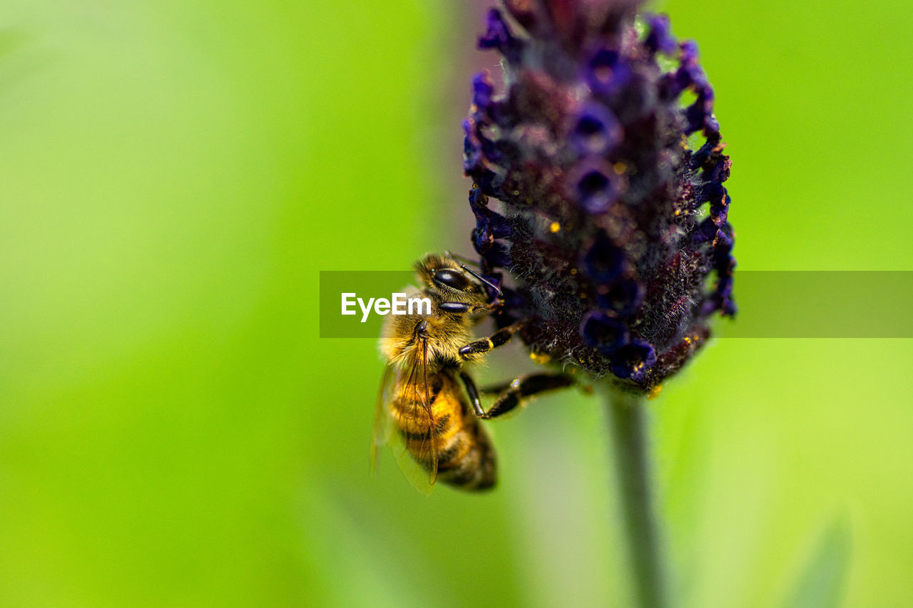 CLOSE-UP OF HONEY BEE POLLINATING ON PURPLE FLOWER