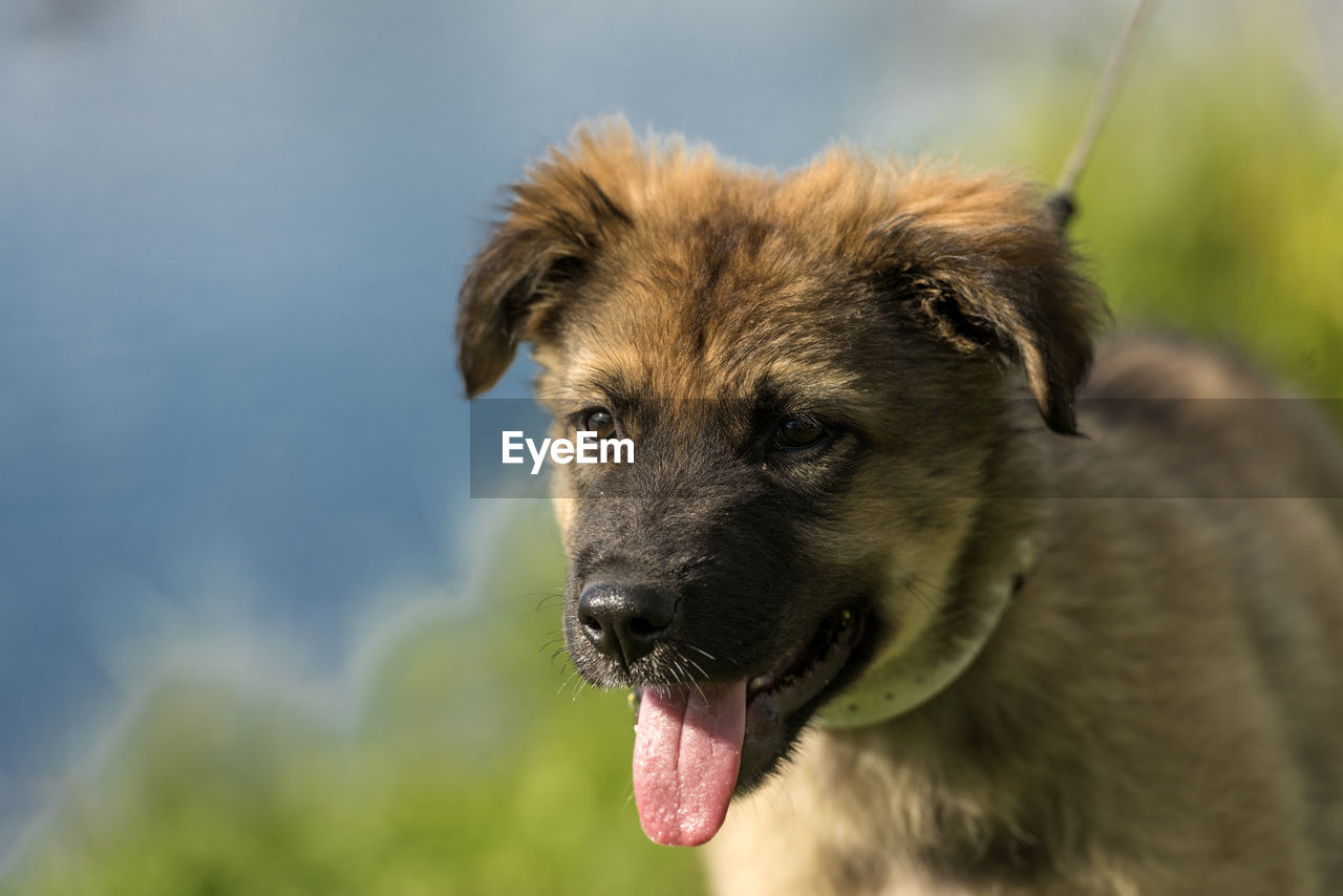 CLOSE-UP PORTRAIT OF DOG