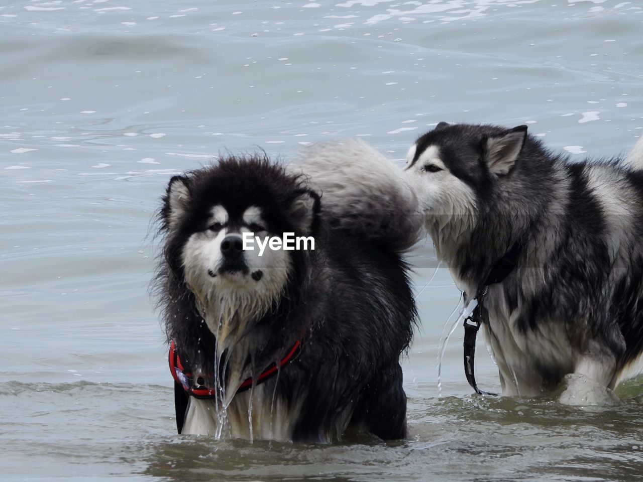 View of dogs in lake