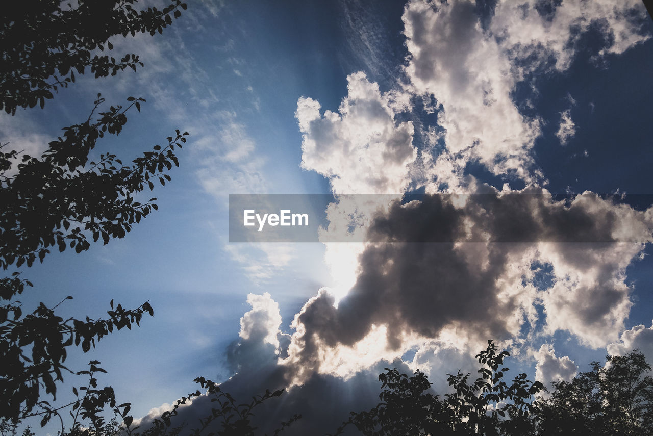 LOW ANGLE VIEW OF SKY AND TREES AGAINST CLOUDY BLUE