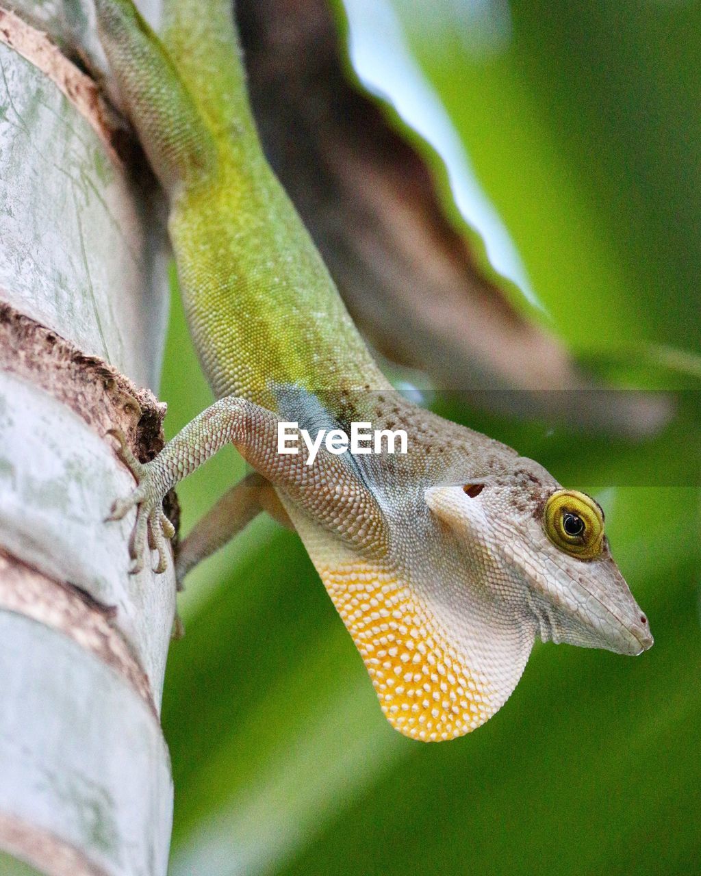 CLOSE-UP OF LIZARD