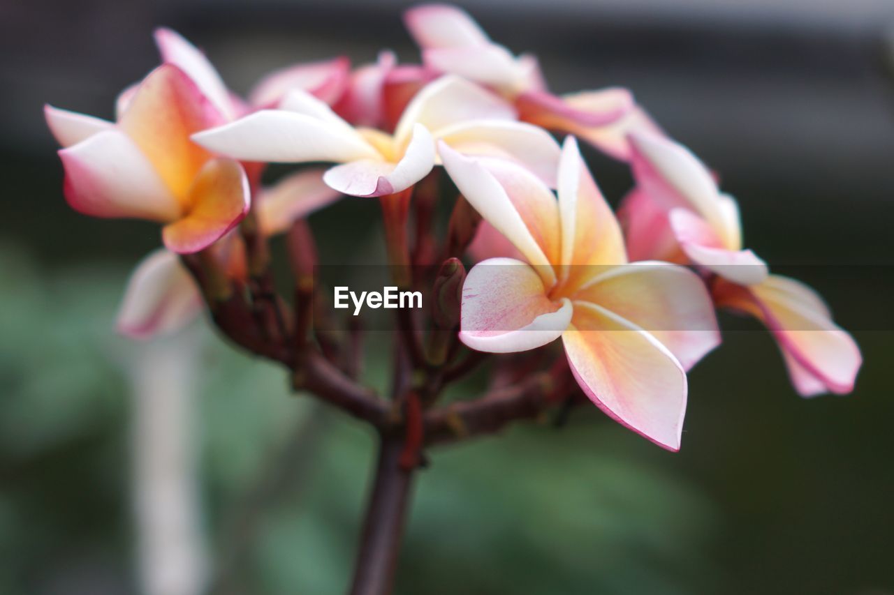 Close-up of pink frangipani flowers