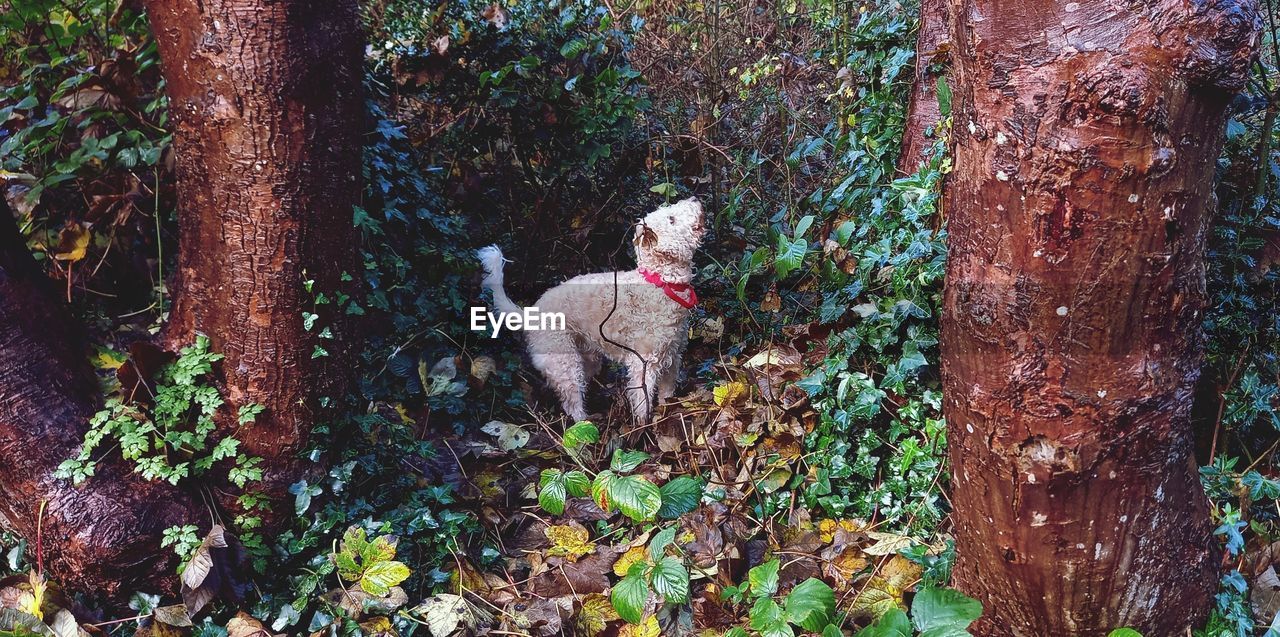 Dog looking up at tree in forest