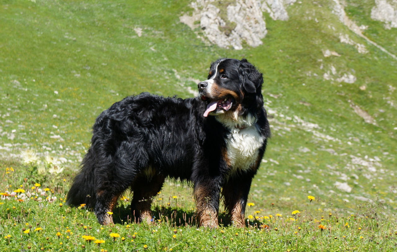 DOG ON GRASS IN MOUTH