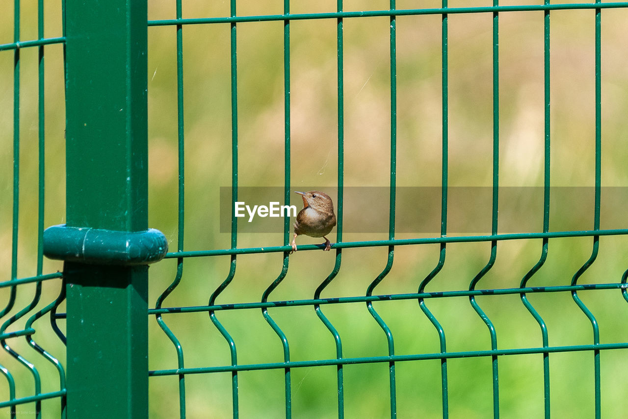 Close-up of snail on metal fence