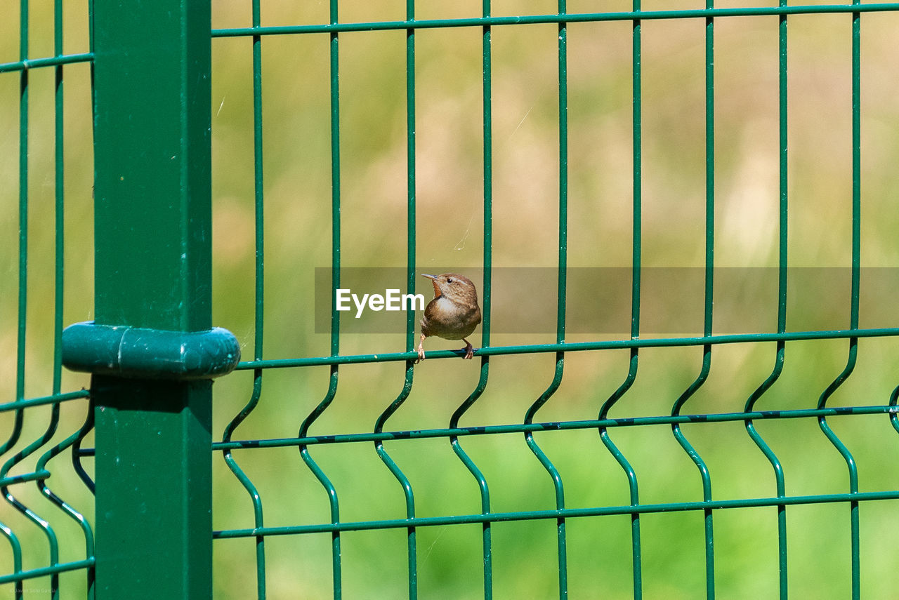 Close-up of snail on metal fence