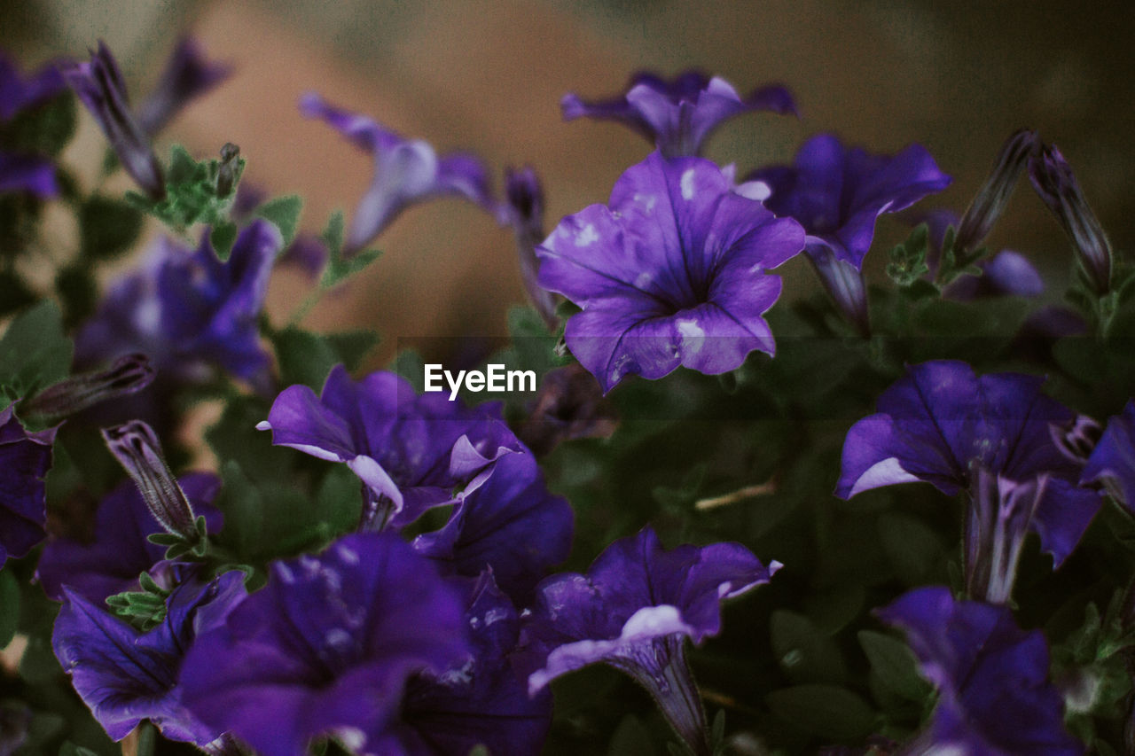 Close-up of purple flowers blooming outdoors