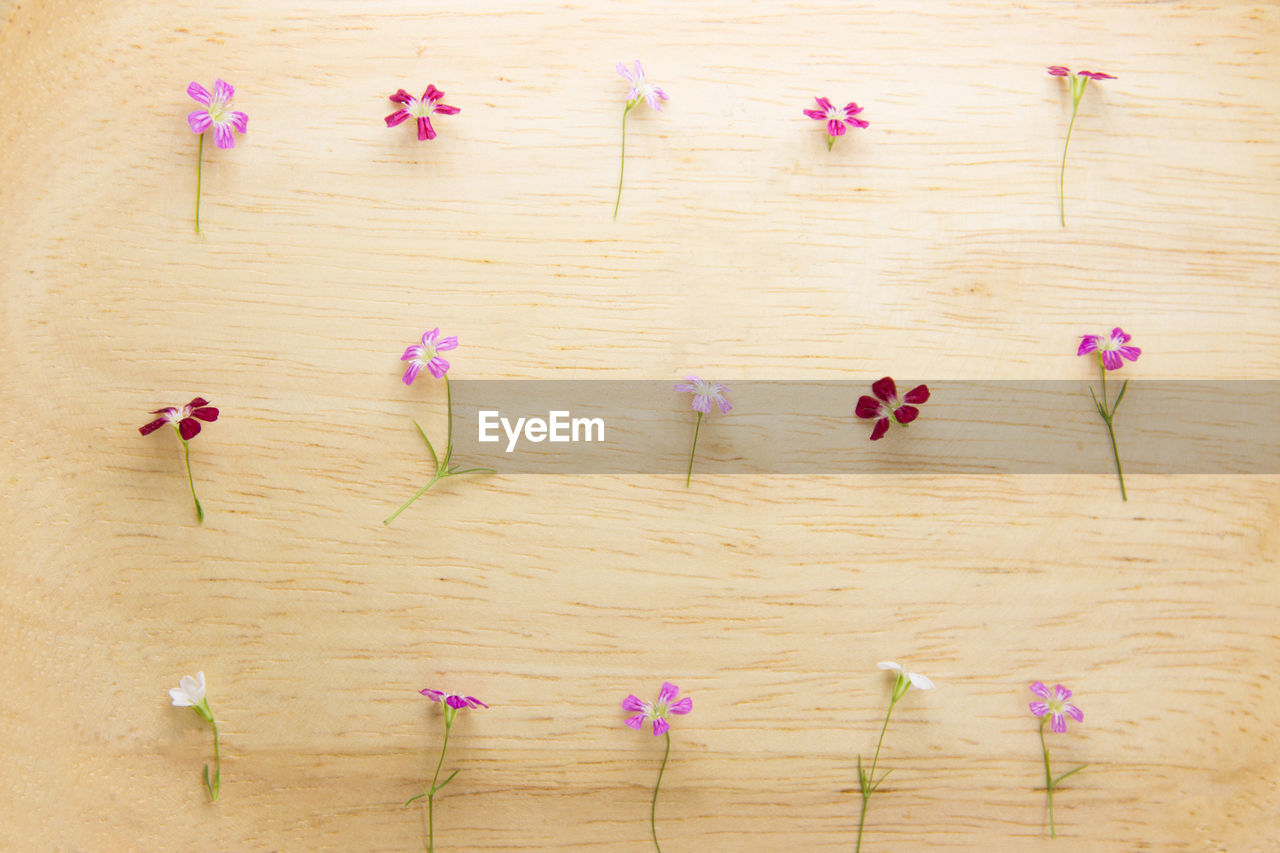 Close-up of pink flowers on wood