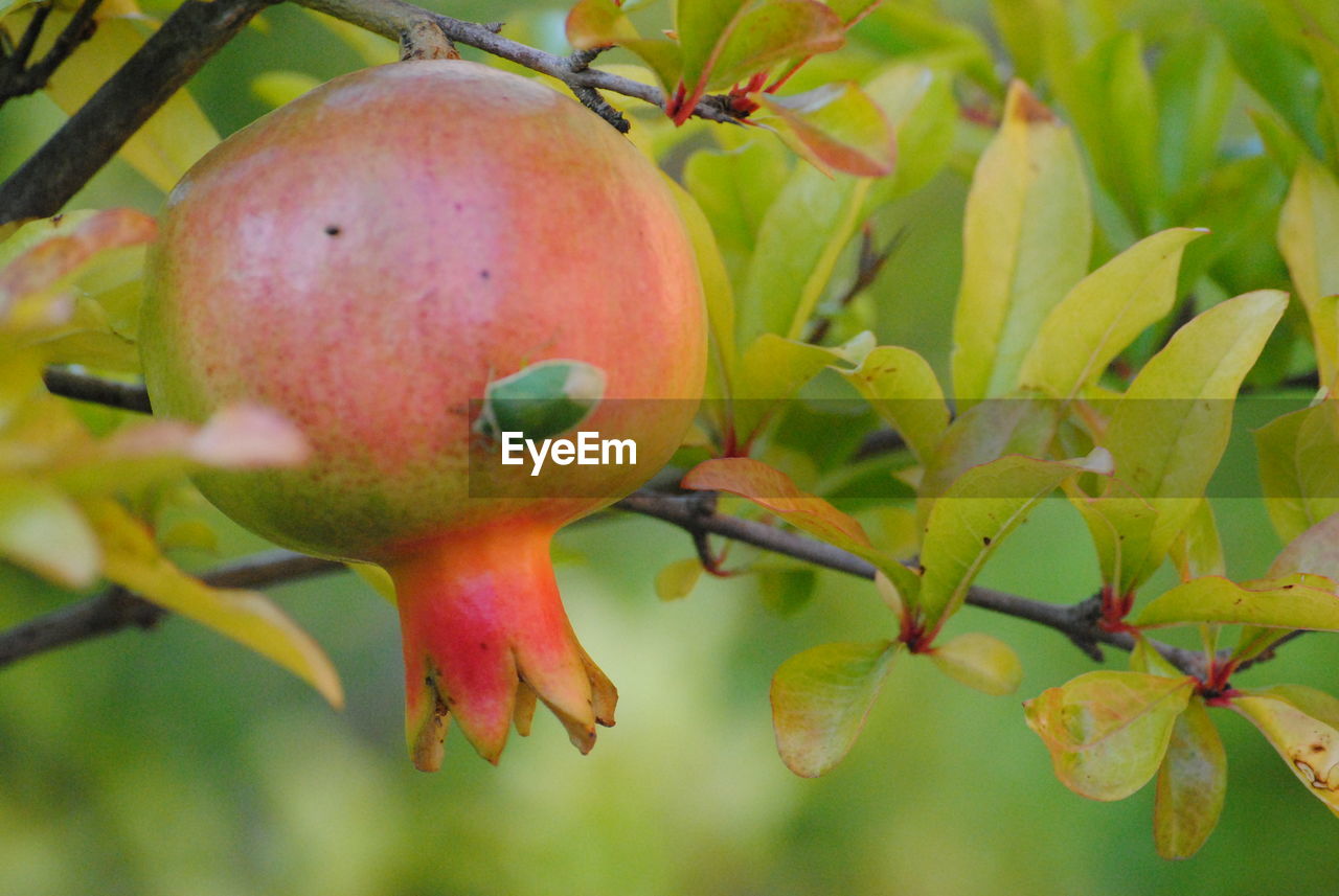 CLOSE-UP OF FRUITS