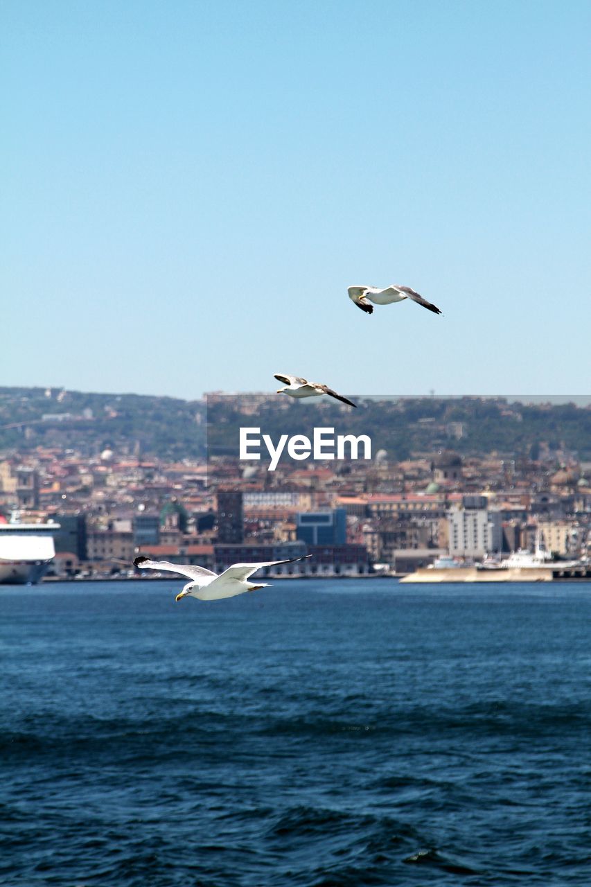 Seagulls flying over sea against clear sky