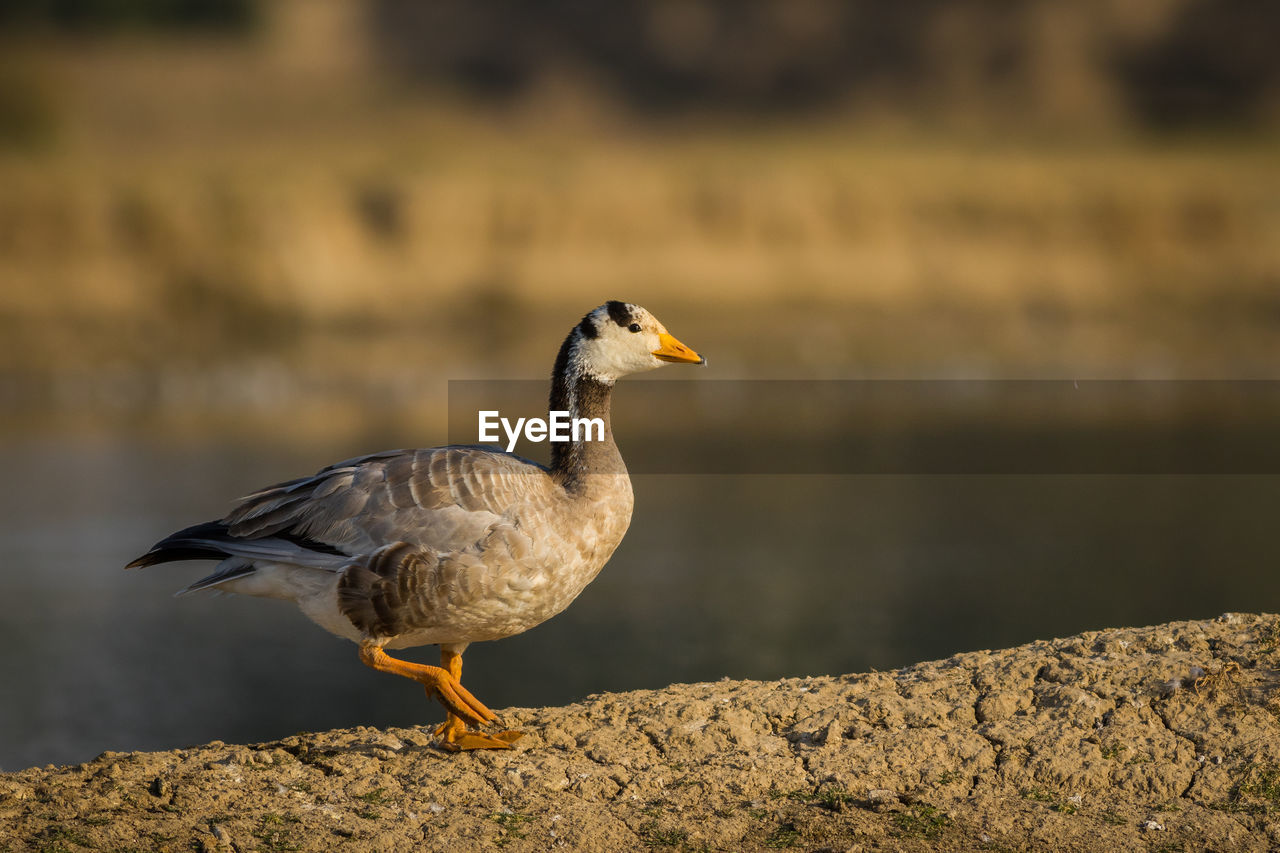 CLOSE-UP OF SEAGULL PERCHING ON ROCK