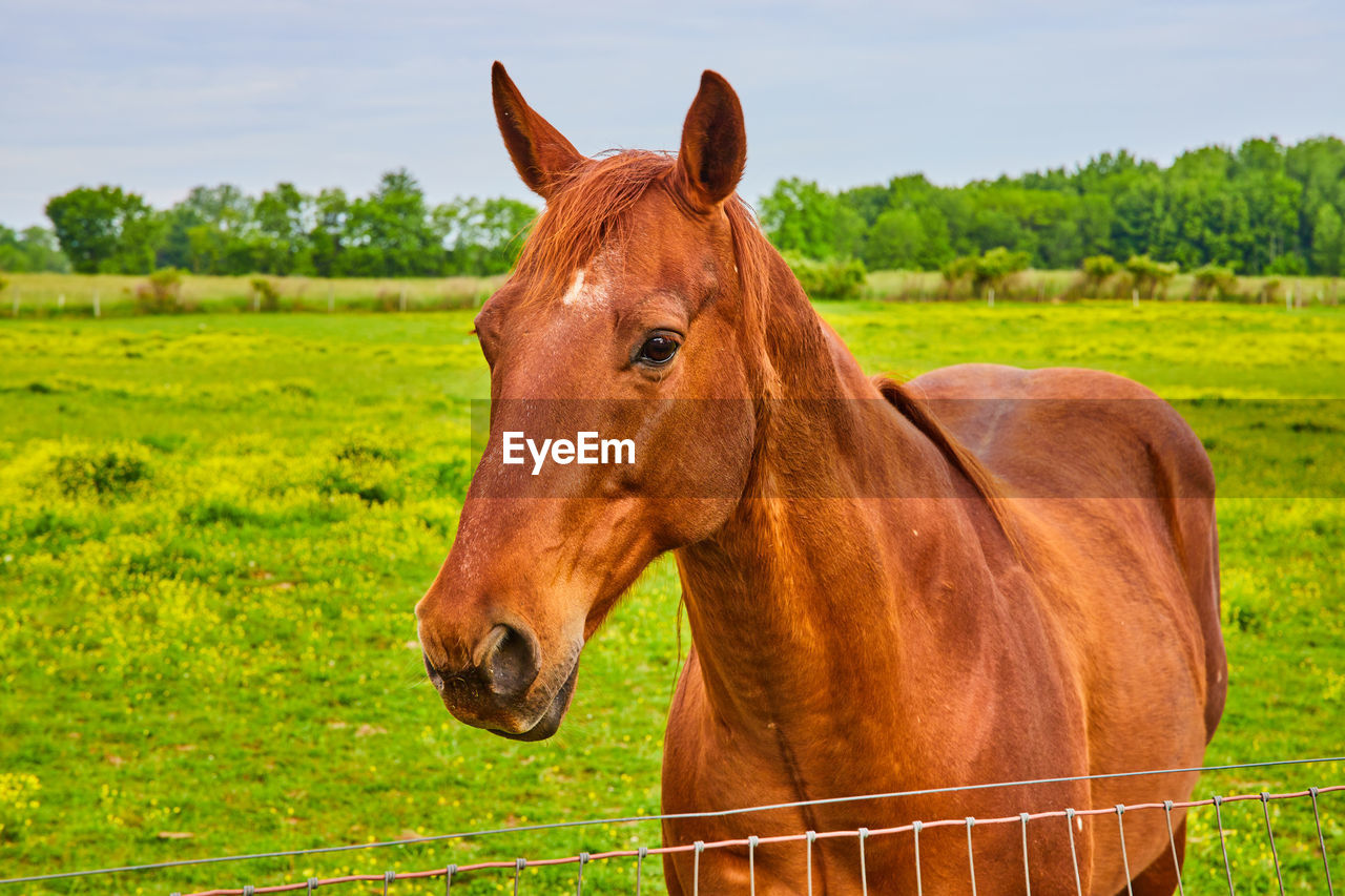 horse standing on grassy field