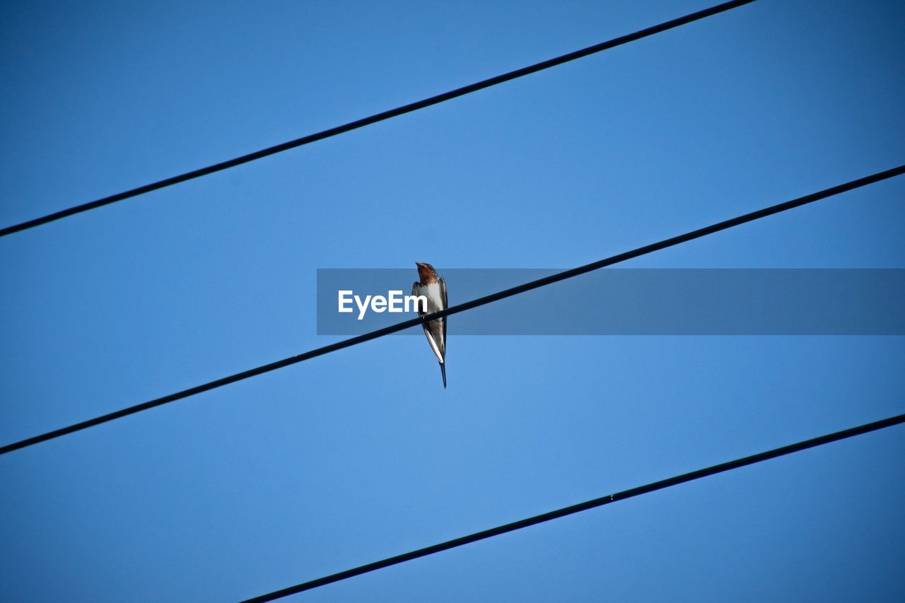 LOW ANGLE VIEW OF BIRD PERCHING ON CABLE AGAINST SKY