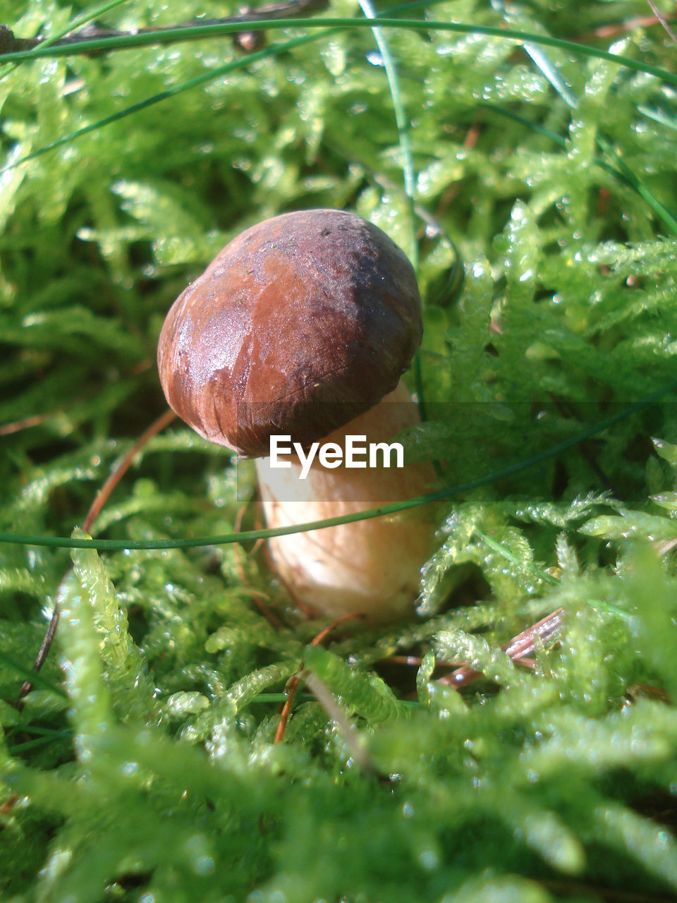 CLOSE-UP OF MUSHROOMS GROWING ON TREE TRUNK