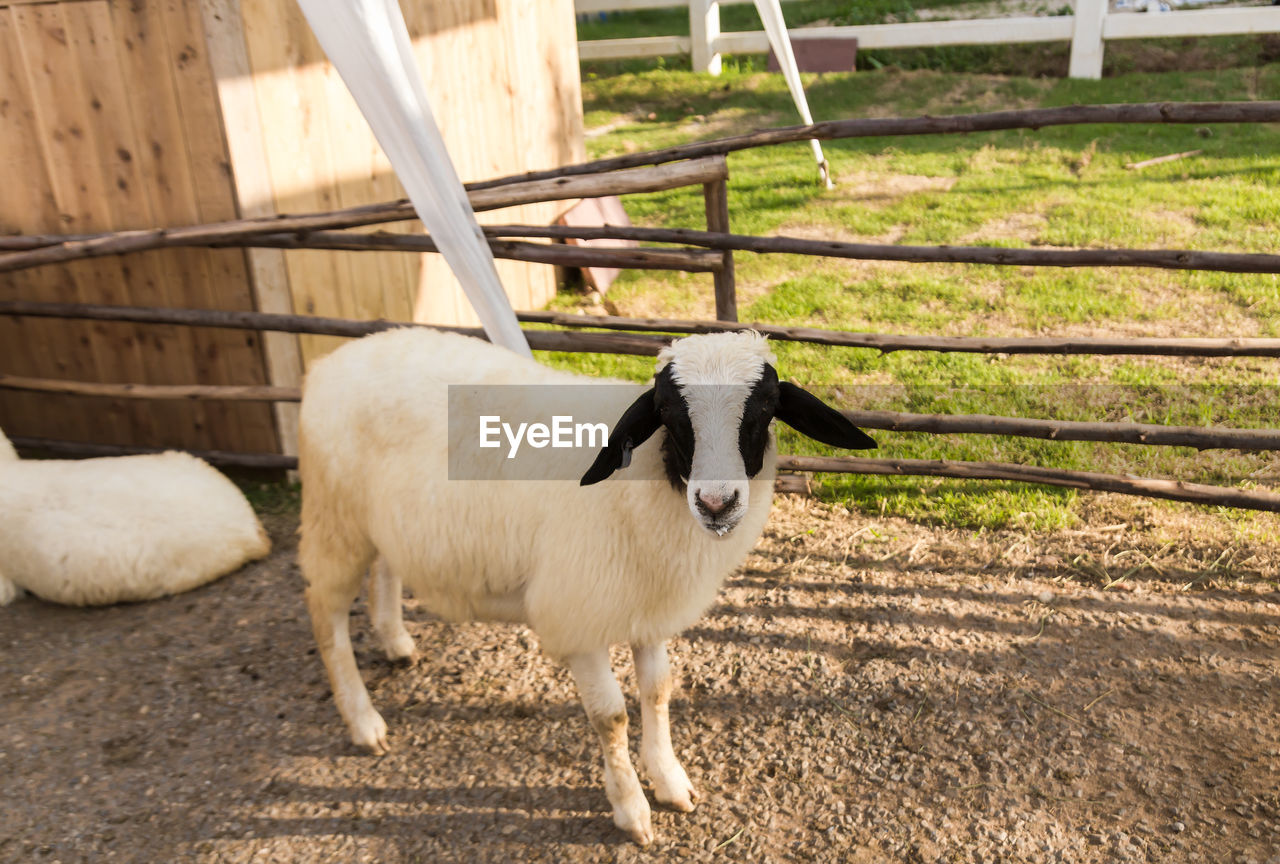 Goat standing in a field