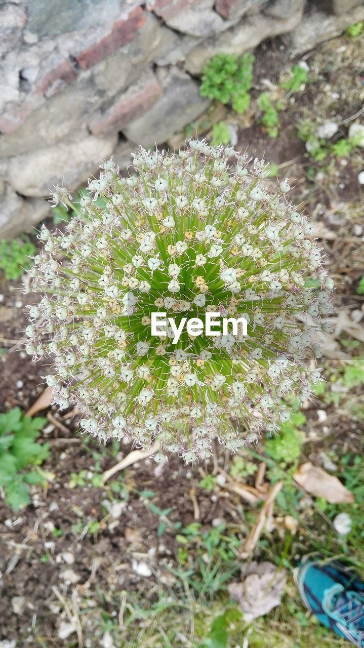 CLOSE-UP OF FLOWERS ON FIELD