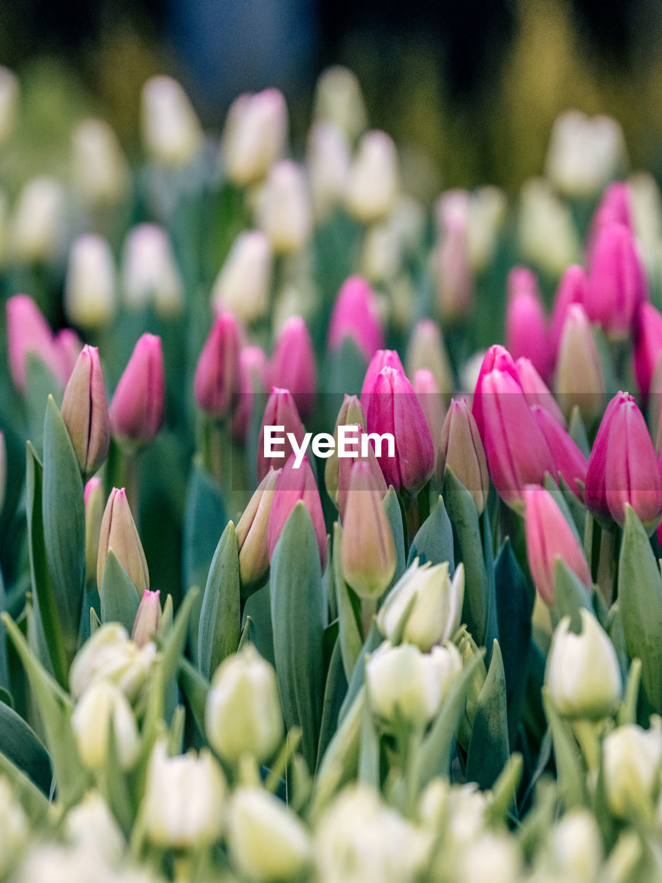 flower, flowering plant, plant, freshness, beauty in nature, tulip, selective focus, nature, close-up, pink, no people, fragility, petal, springtime, flower head, growth, spring, flowerbed, inflorescence, outdoors, green, business finance and industry, macro photography, blossom, day, purple