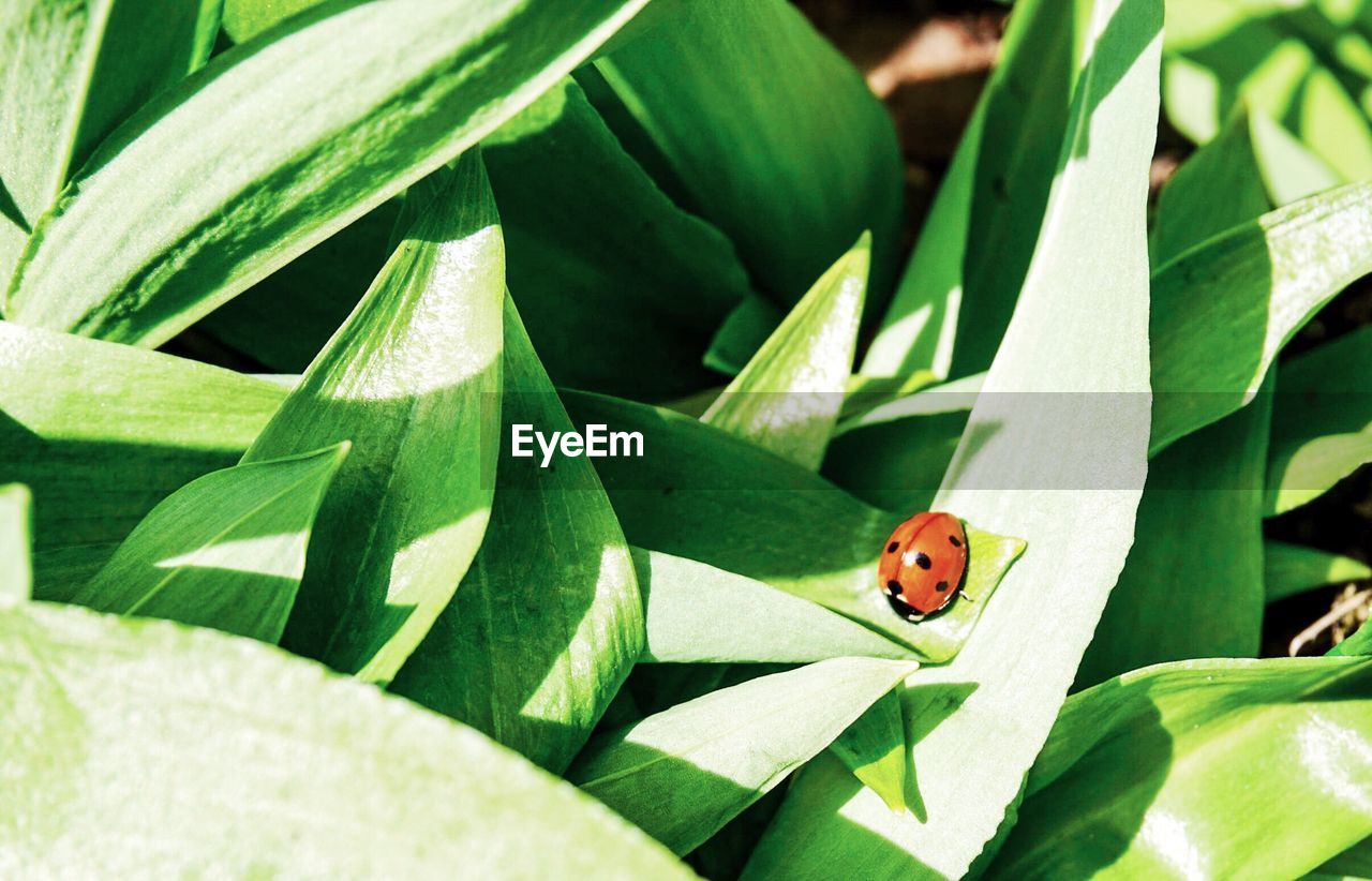 CLOSE-UP OF LADYBUG ON LEAF