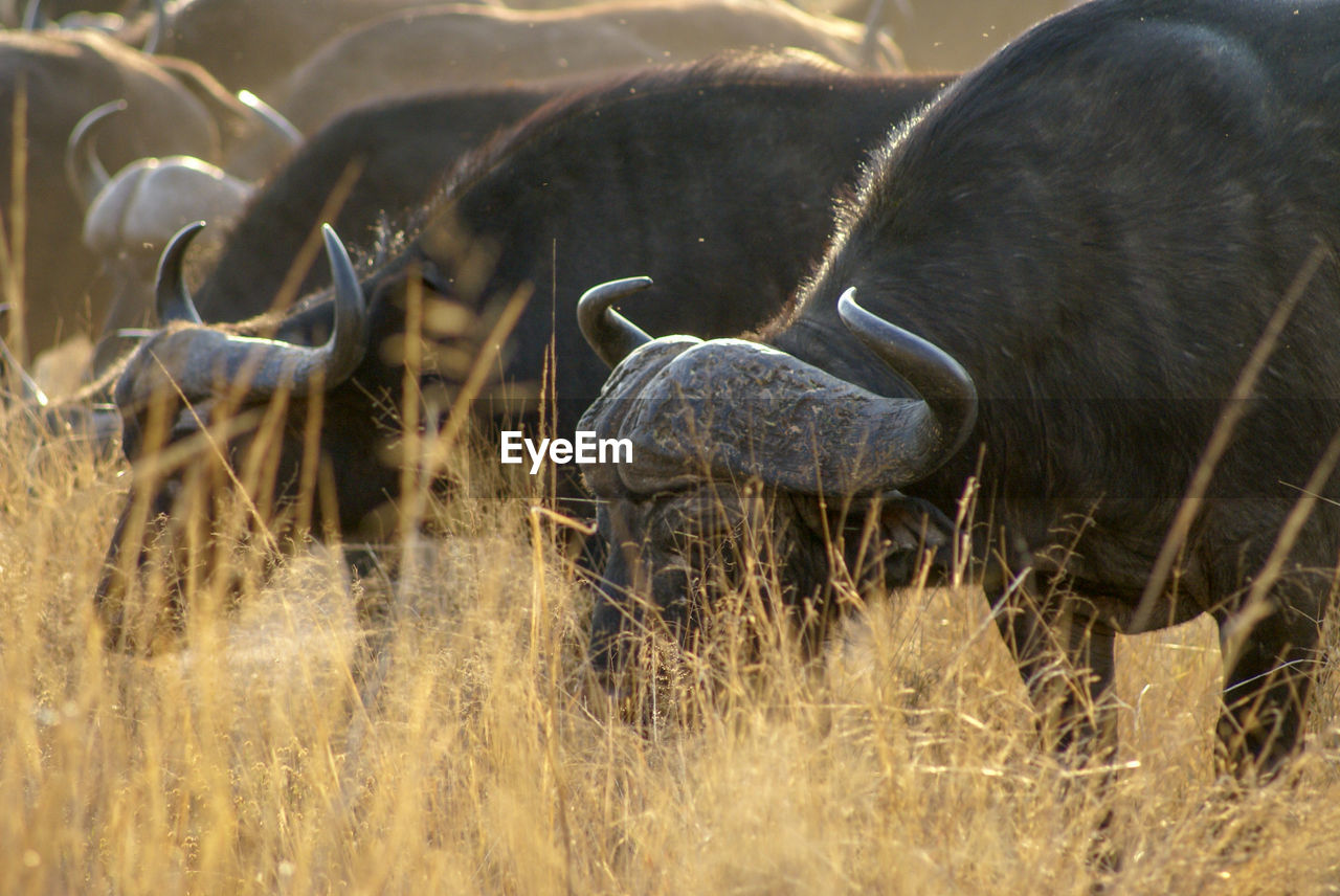 Herd of african buffalo in savanna in kruger national park just before sunset 