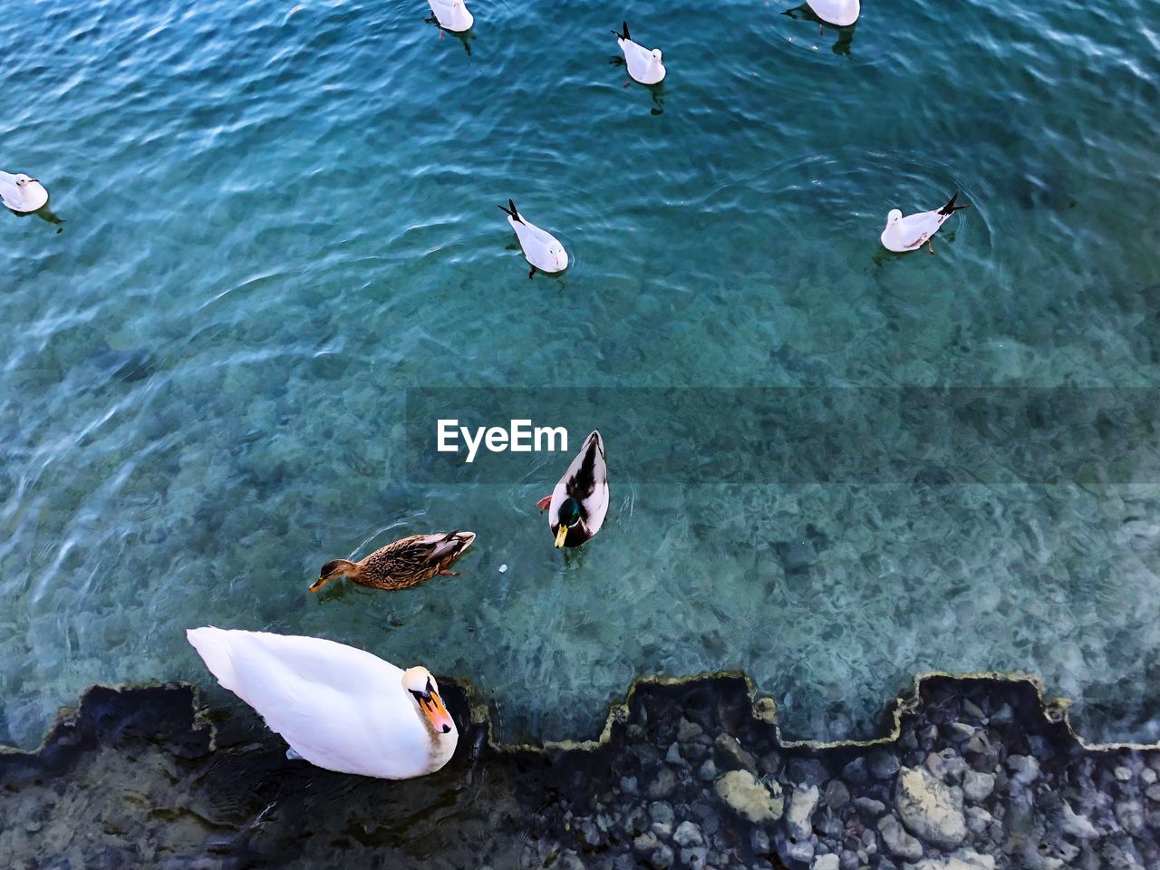 High angle view of ducks swimming on lake