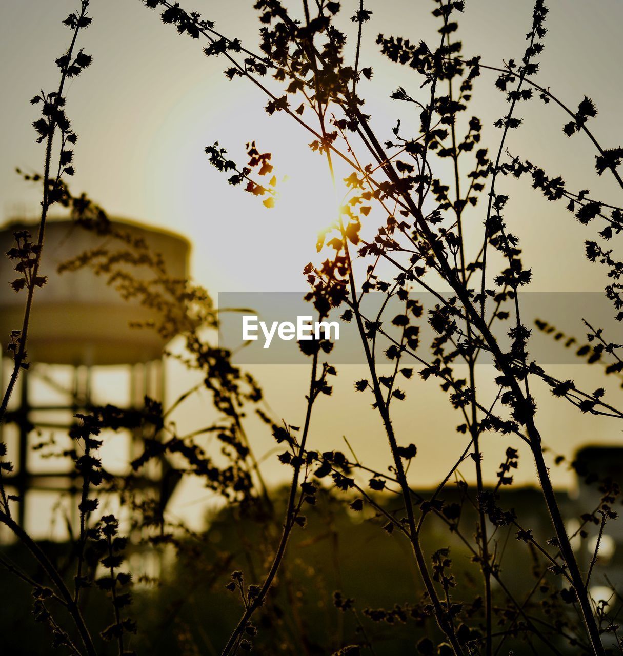 LOW ANGLE VIEW OF FLOWERING PLANT AGAINST SKY AT SUNSET