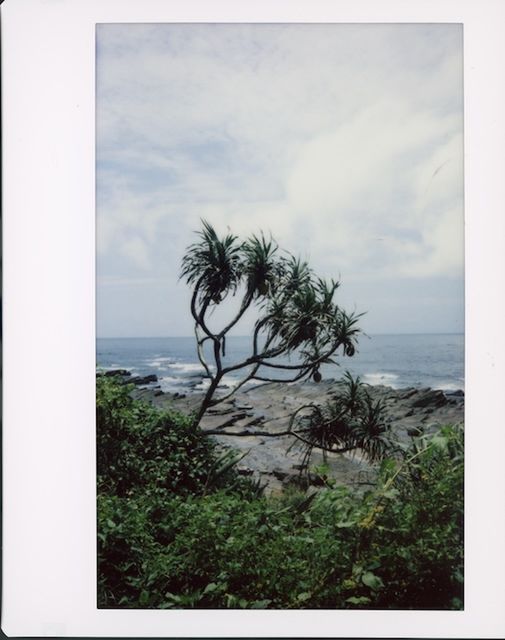 plant, sky, tree, nature, sea, water, cloud, land, scenics - nature, no people, day, beauty in nature, tranquility, horizon, outdoors, beach, horizon over water, tranquil scene, palm tree, tropical climate, coast, growth, art, auto post production filter, transfer print, environment, grass