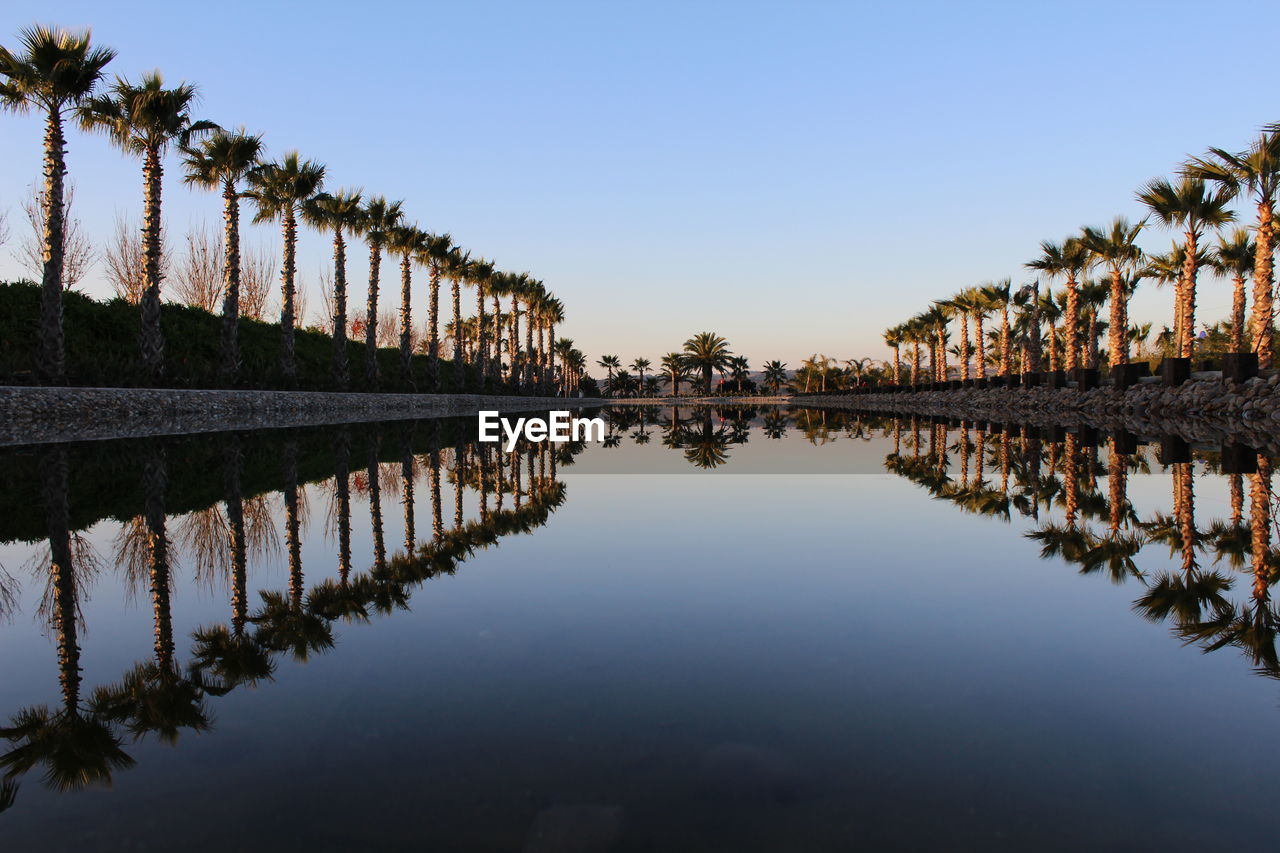 Reflection of palm trees in river