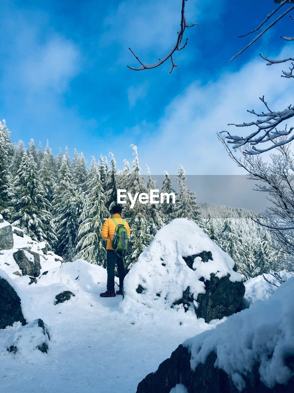 Rear view of person standing by snow covered trees against sky