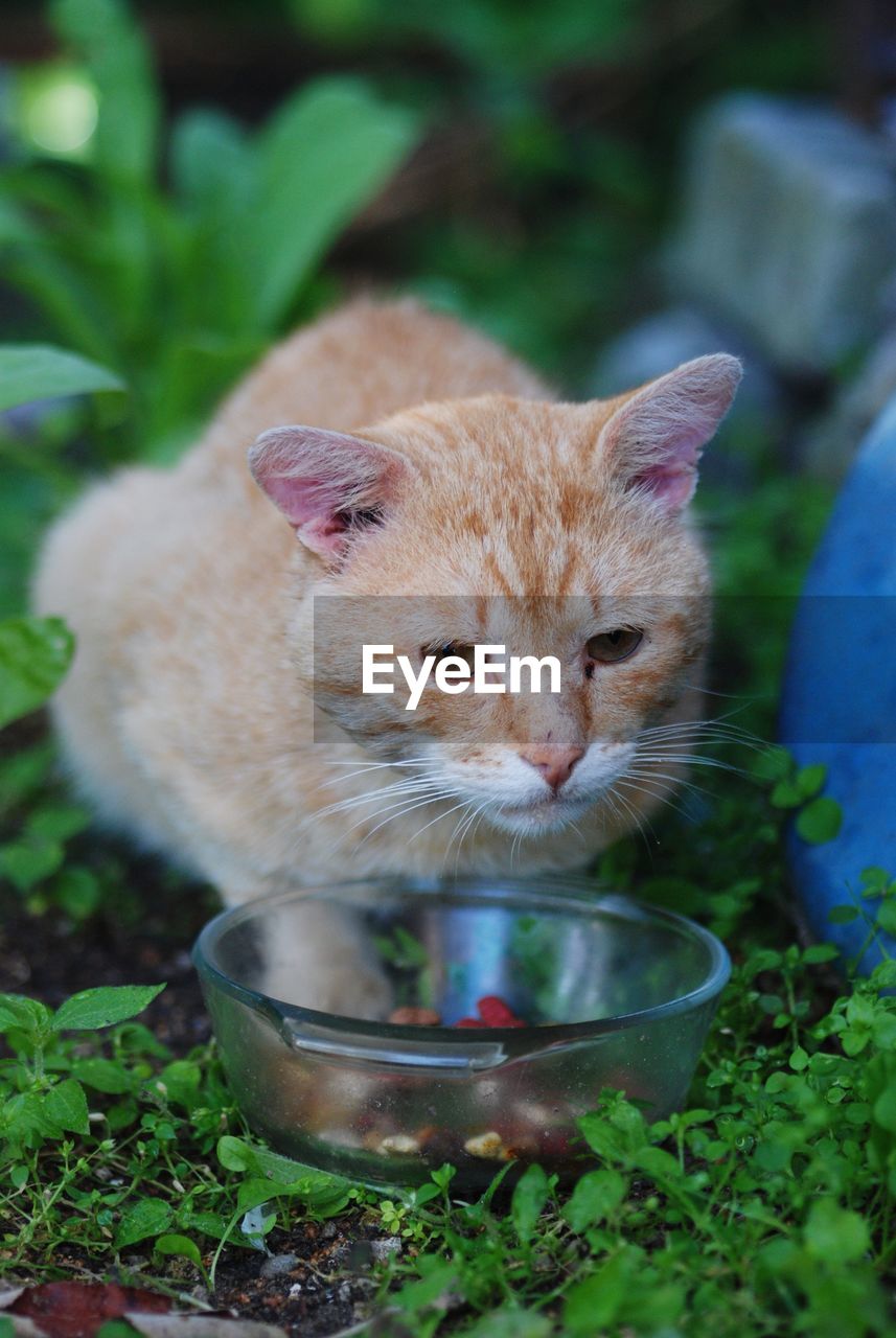 CLOSE-UP OF A CAT IN THE FIELD