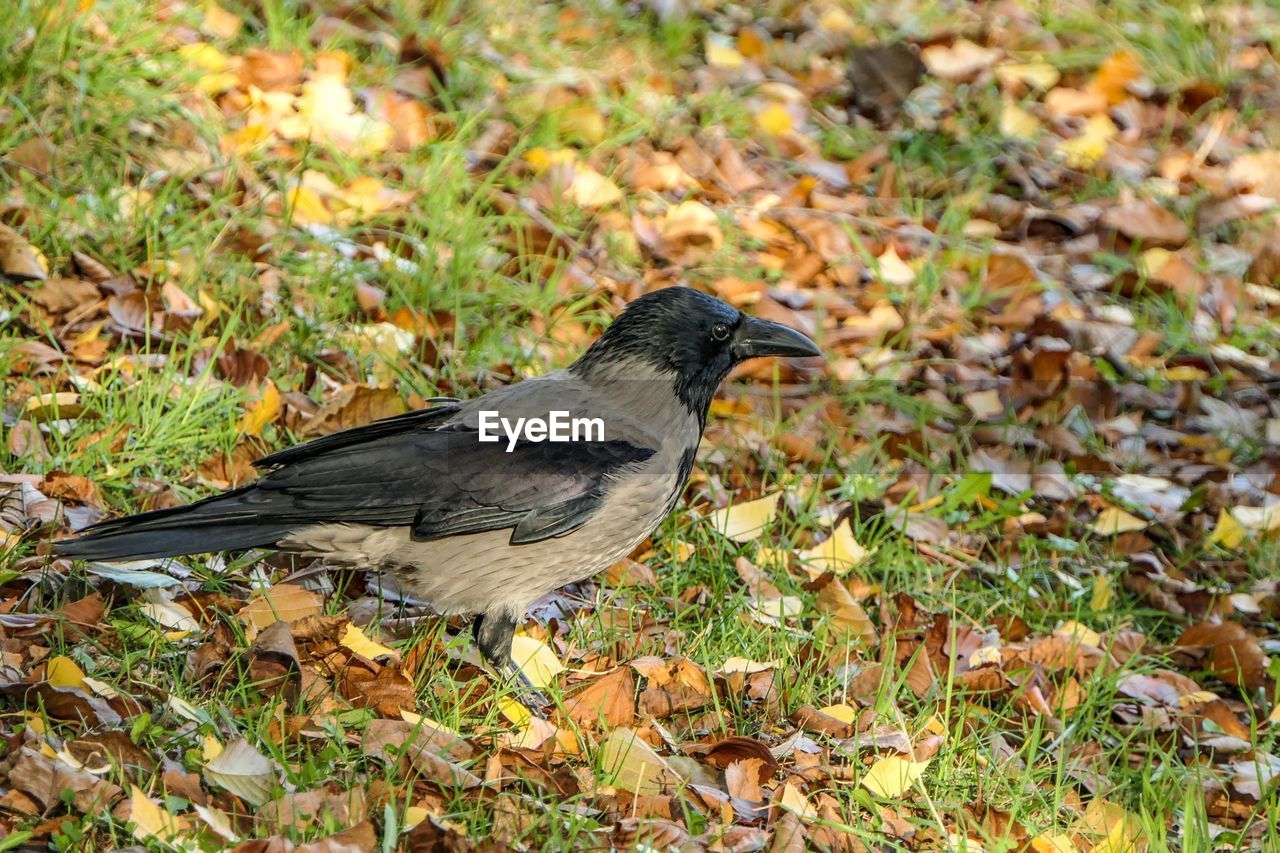 VIEW OF BIRD ON LAND