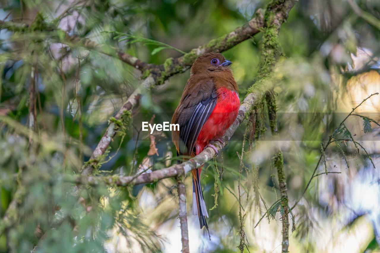 View of bird perching on tree