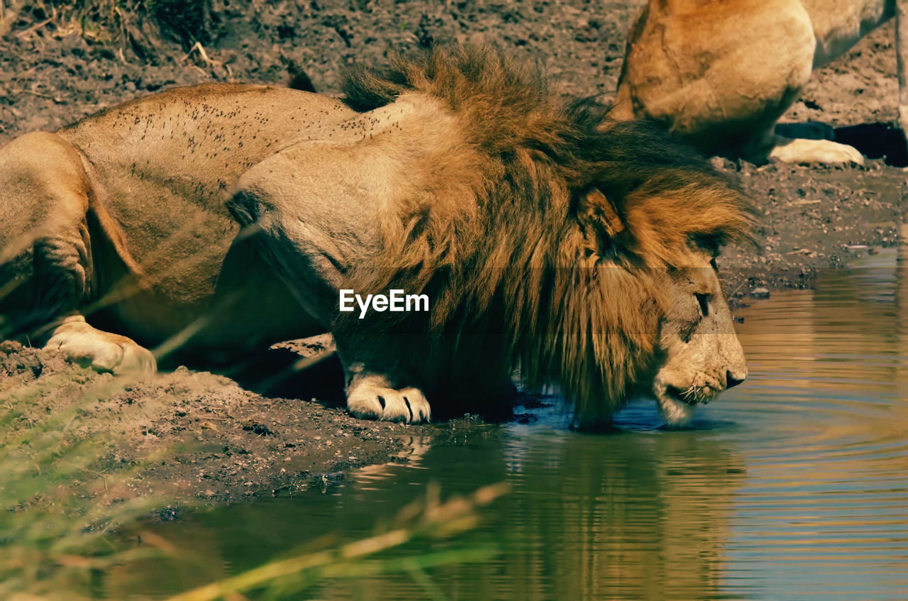 Lion drinking water from lake