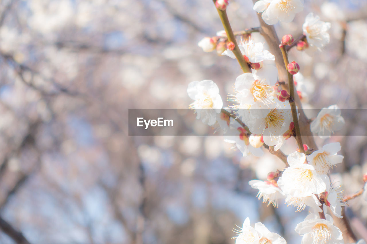 Close-up of cherry blossom