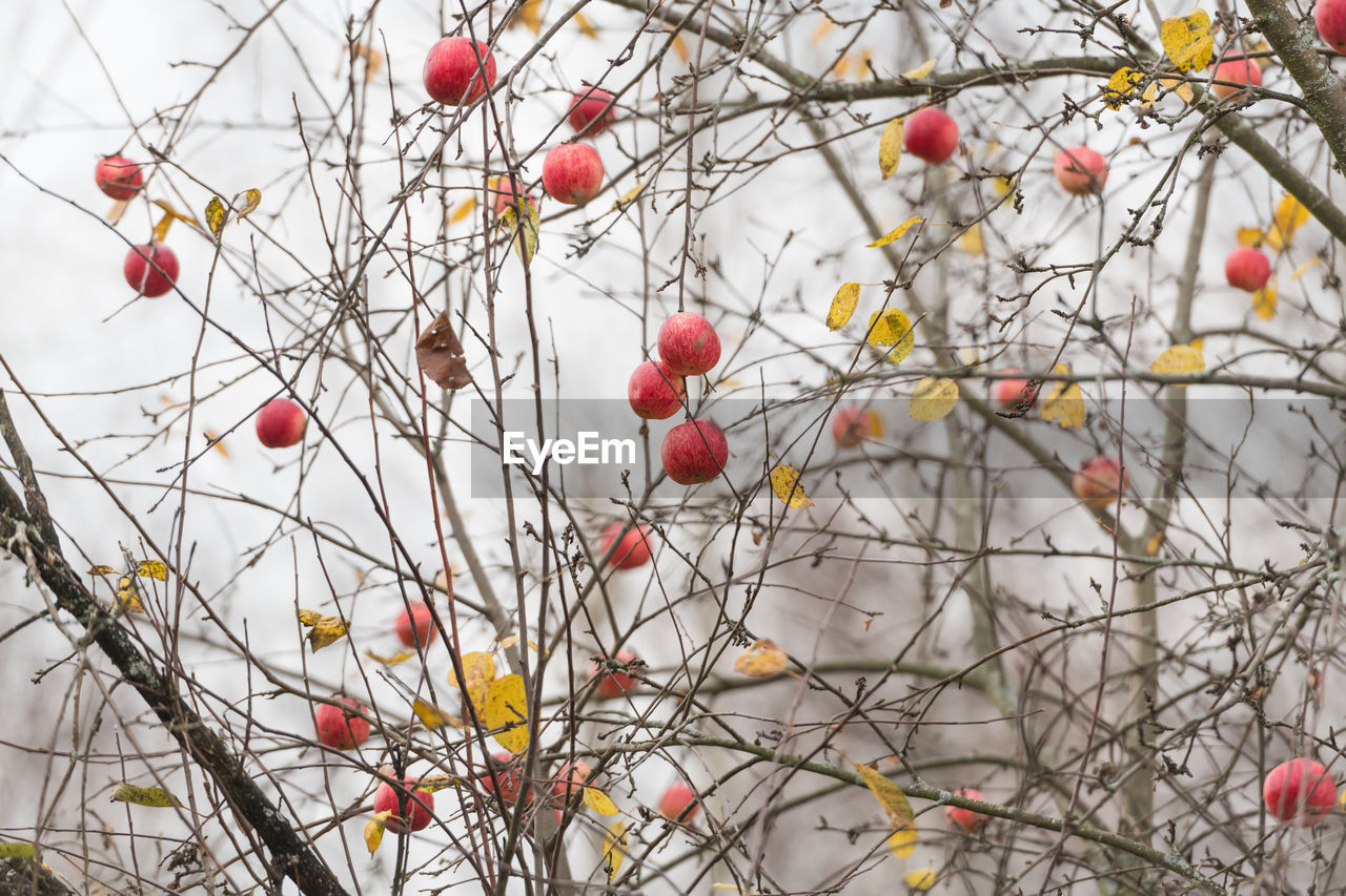 LOW ANGLE VIEW OF FRUITS ON TREE