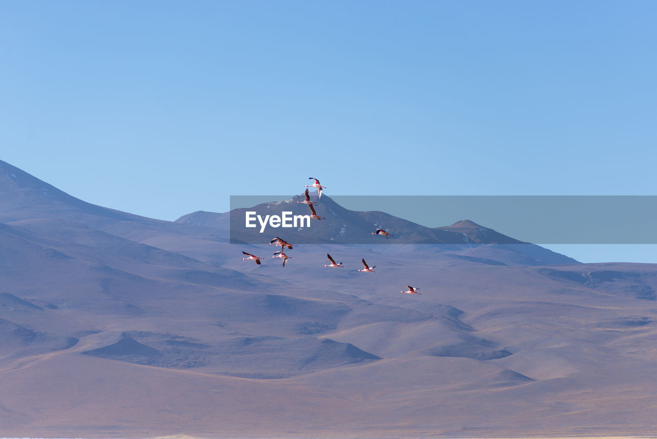 Low angle view of birds flying against mountains