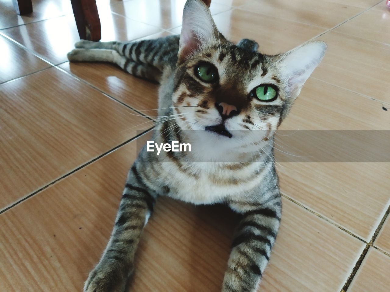 HIGH ANGLE VIEW PORTRAIT OF CAT ON FLOOR