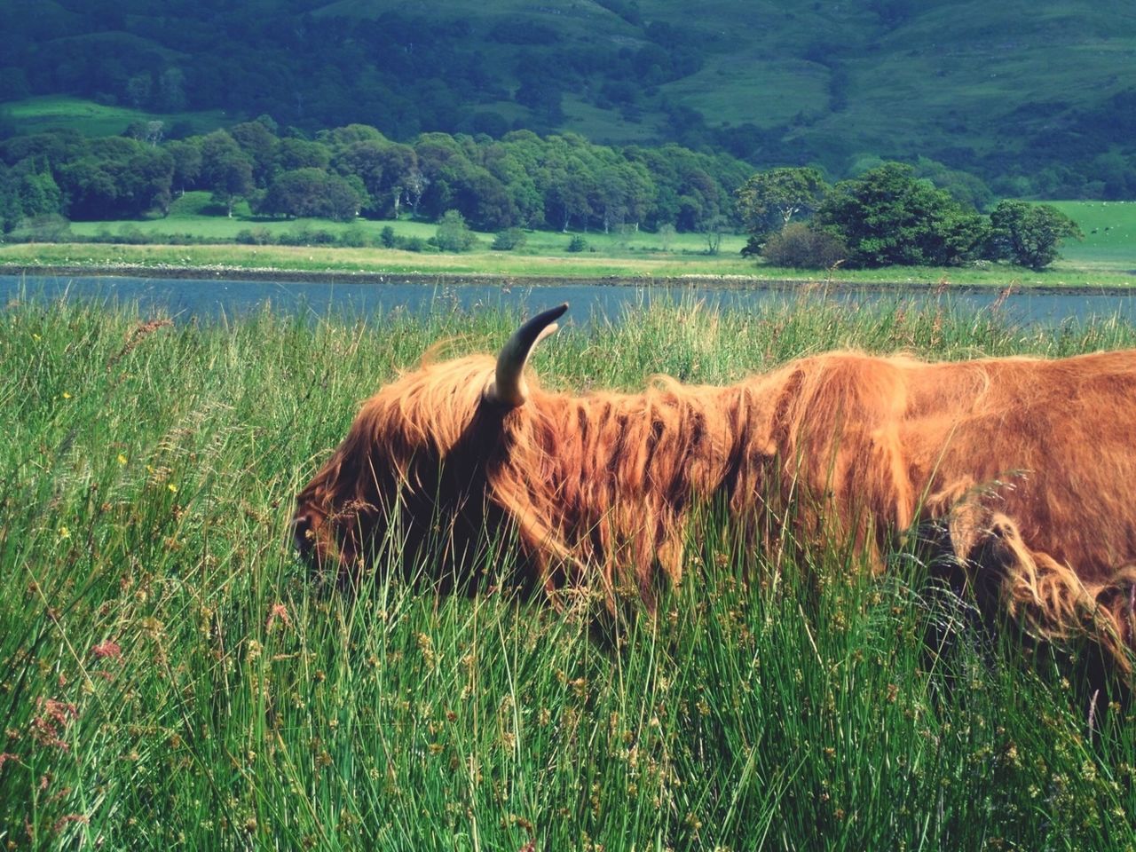 animal, pasture, animal themes, plant, grassland, mammal, prairie, grazing, grass, meadow, field, domestic animals, land, nature, one animal, green, pet, no people, beauty in nature, livestock, animal wildlife, agriculture, growth, landscape, rural area, day, wilderness, environment, wildlife, natural environment, mountain, plain, cattle, outdoors, domestic cattle, tranquility, scenics - nature, tree, tranquil scene, horned, brown, non-urban scene, highland cattle, savanna