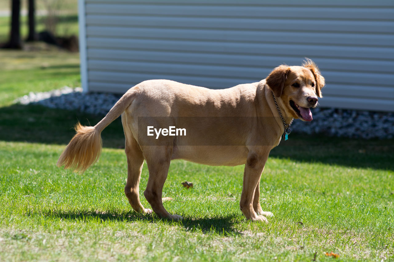 DOG ON GRASSLAND