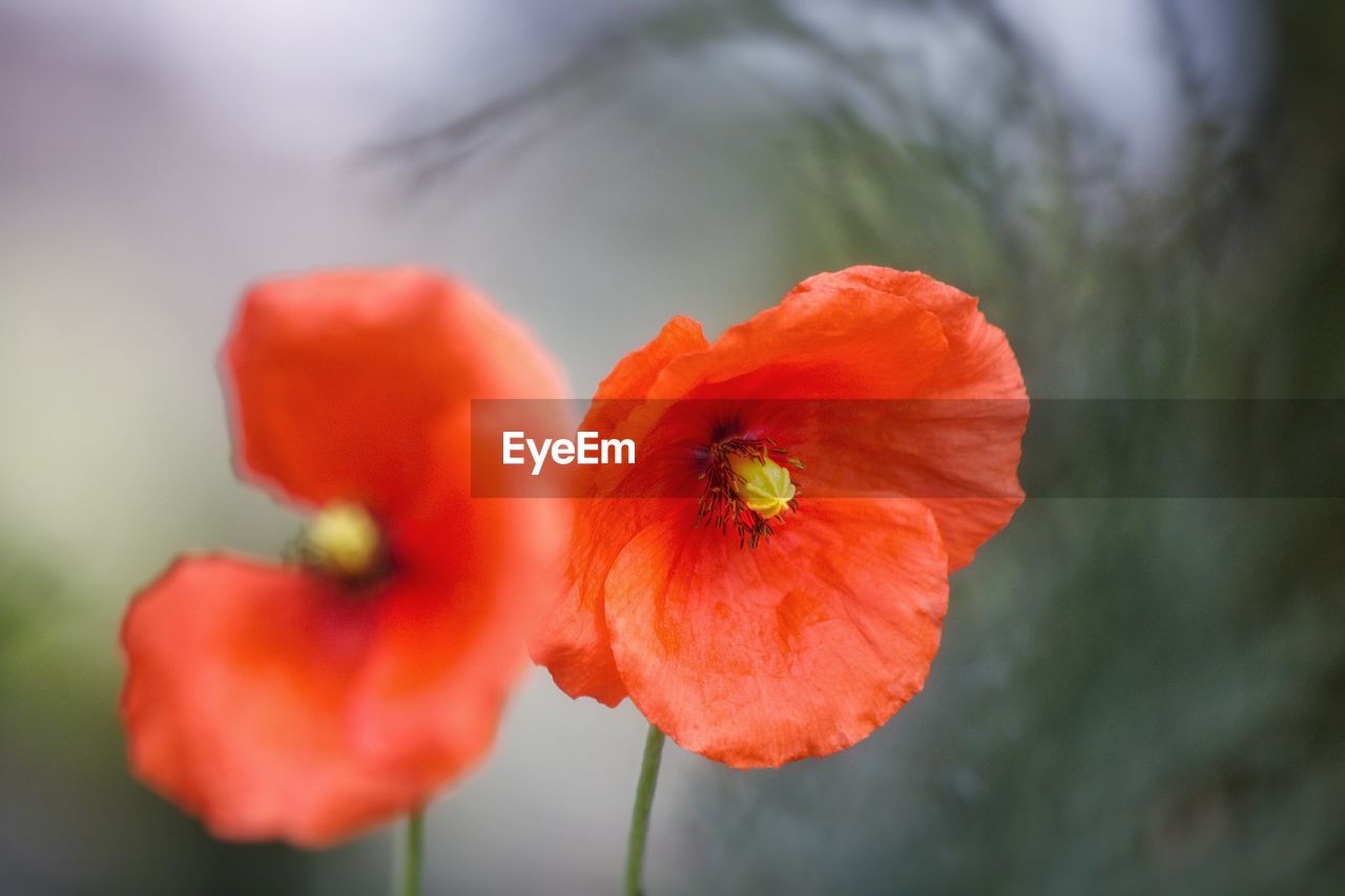 Close-up of red poppy against blurred background