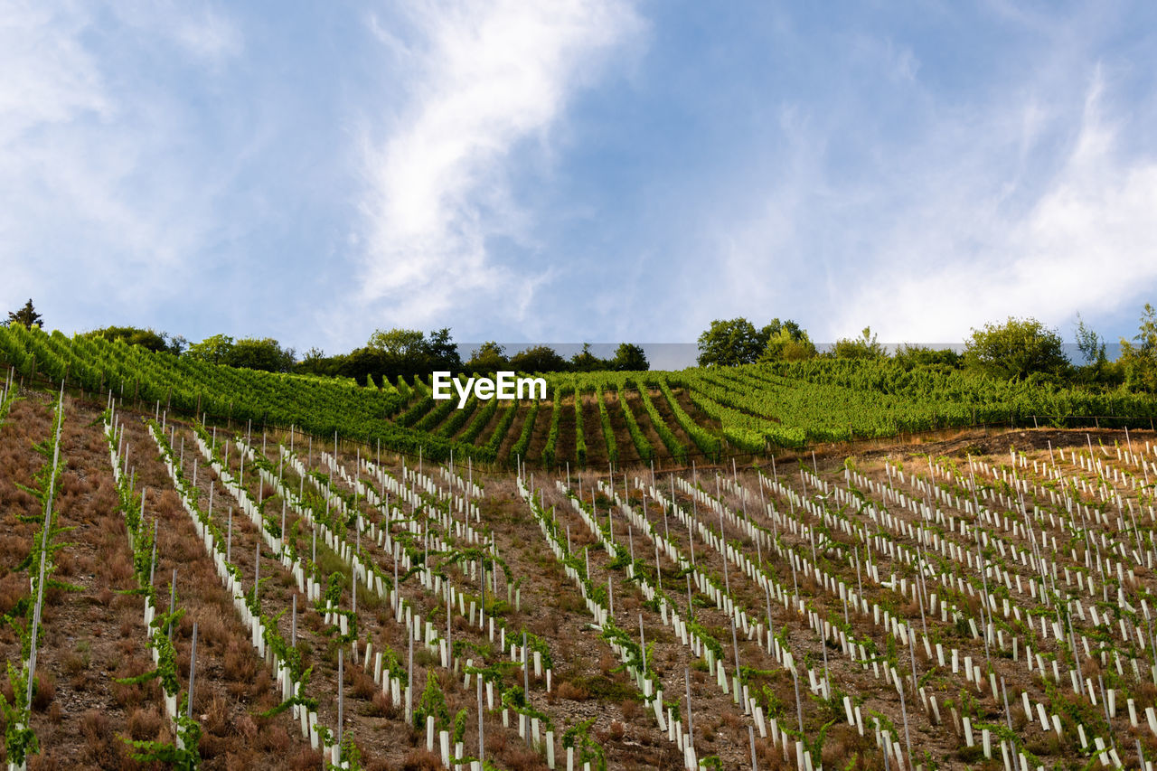 VIEW OF VINEYARD AGAINST SKY