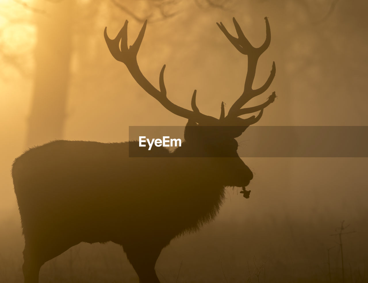 Close-up of silhouette deer