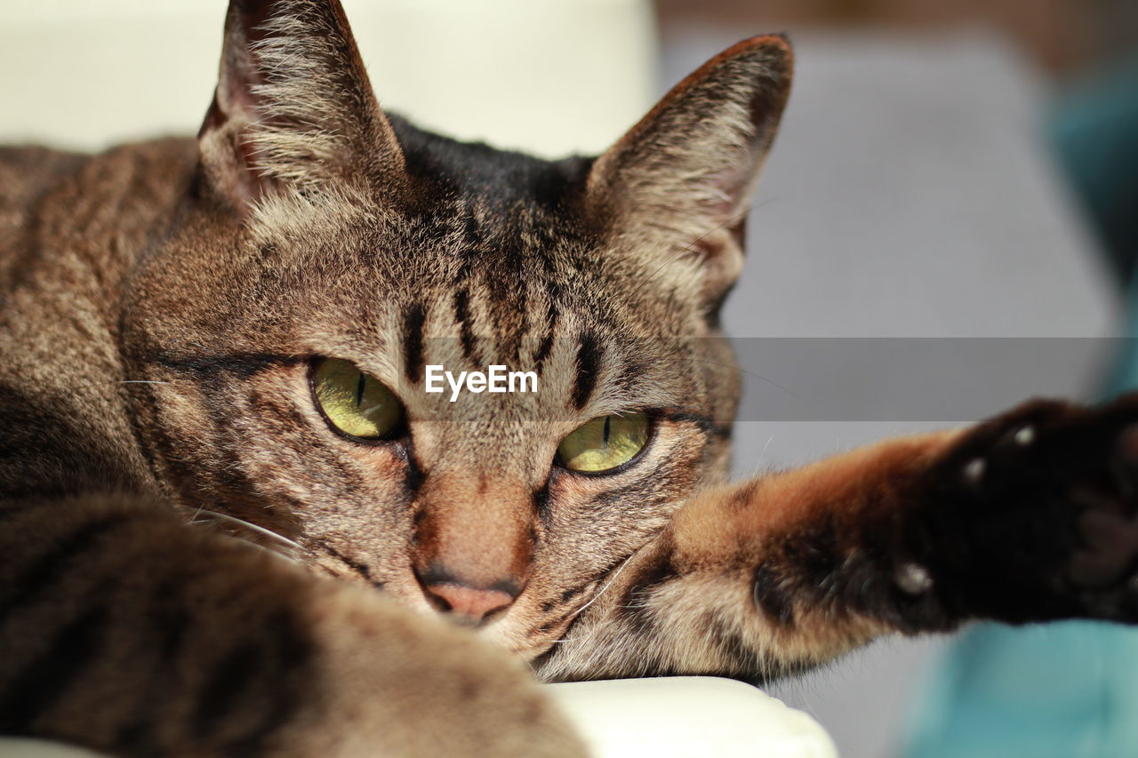 pet, cat, mammal, animal, animal themes, domestic animals, domestic cat, one animal, feline, close-up, whiskers, small to medium-sized cats, relaxation, tabby cat, portrait, animal body part, felidae, carnivore, looking at camera, indoors, no people, tabby, nose, animal head, focus on foreground