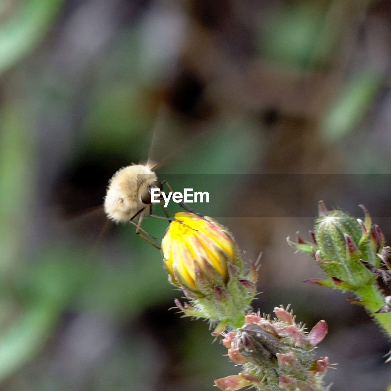 CLOSE-UP OF INSECT PERCHING ON FLOWER