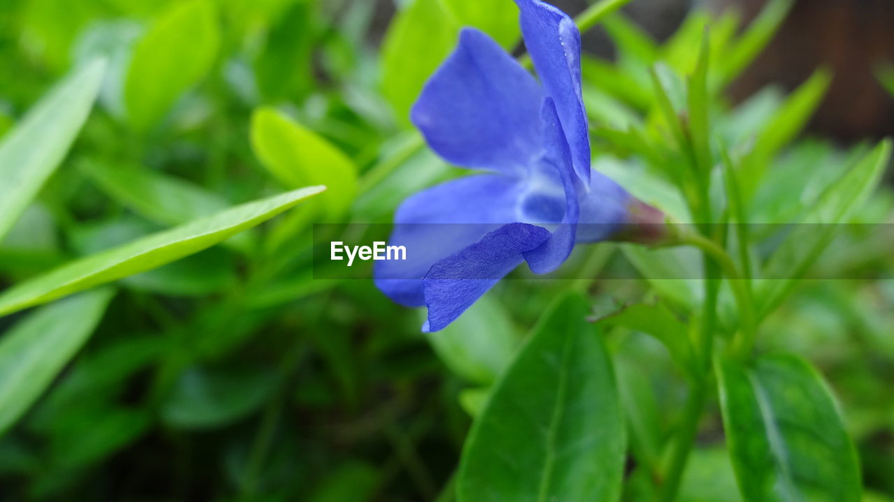 Close-up of purple flowers