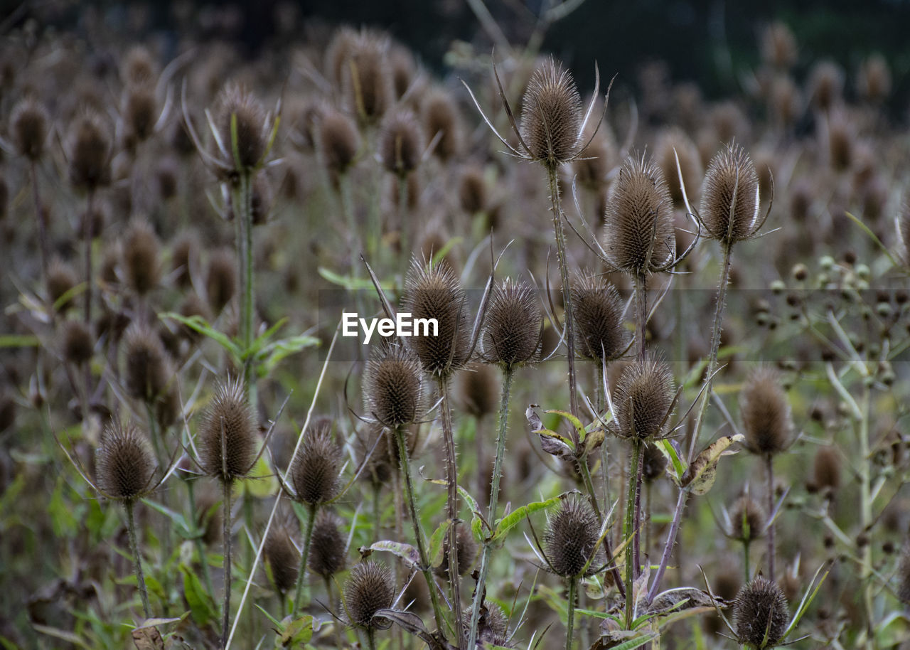 Close-up of wilted plant on field