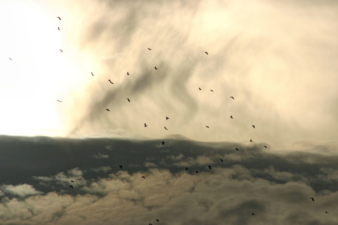 Silhouette birds flying against sky at dusk