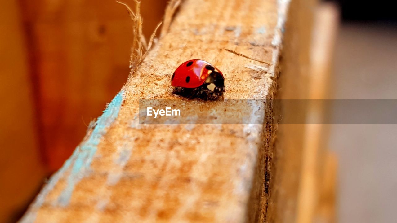 Close-up of ladybug on wall