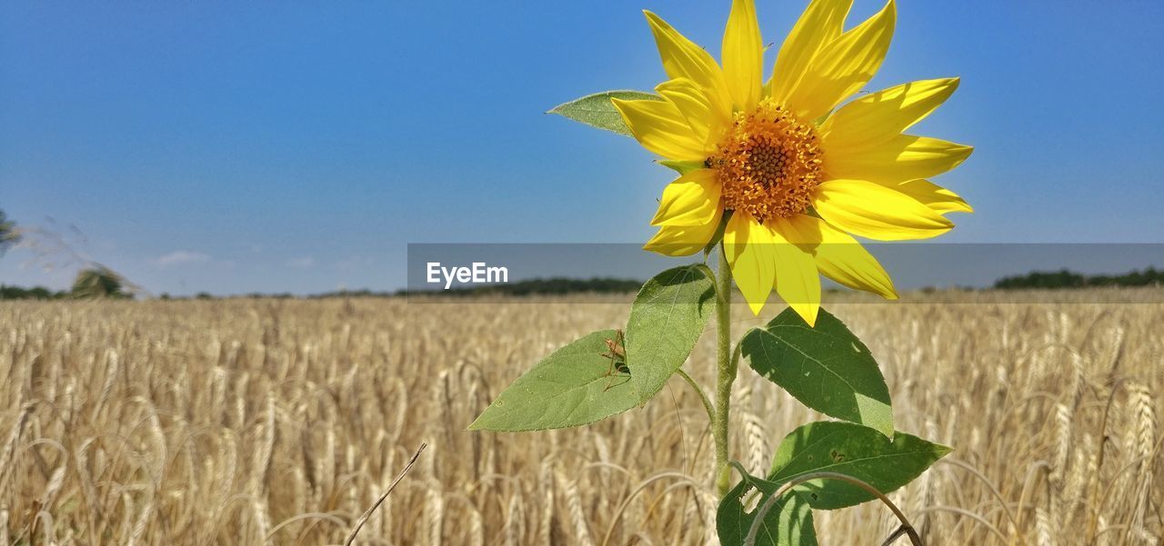 Close-up of wheat blooming on field against clear sky